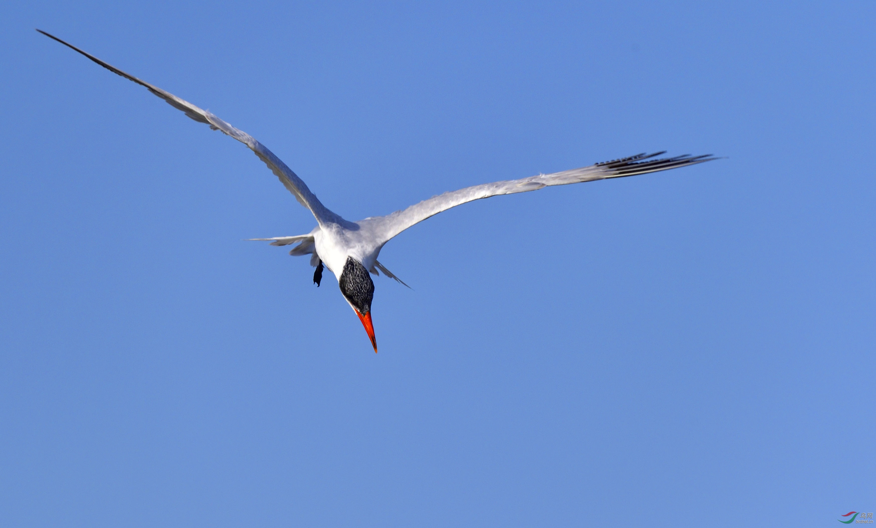 水鸟红嘴巨鸥之二觅食