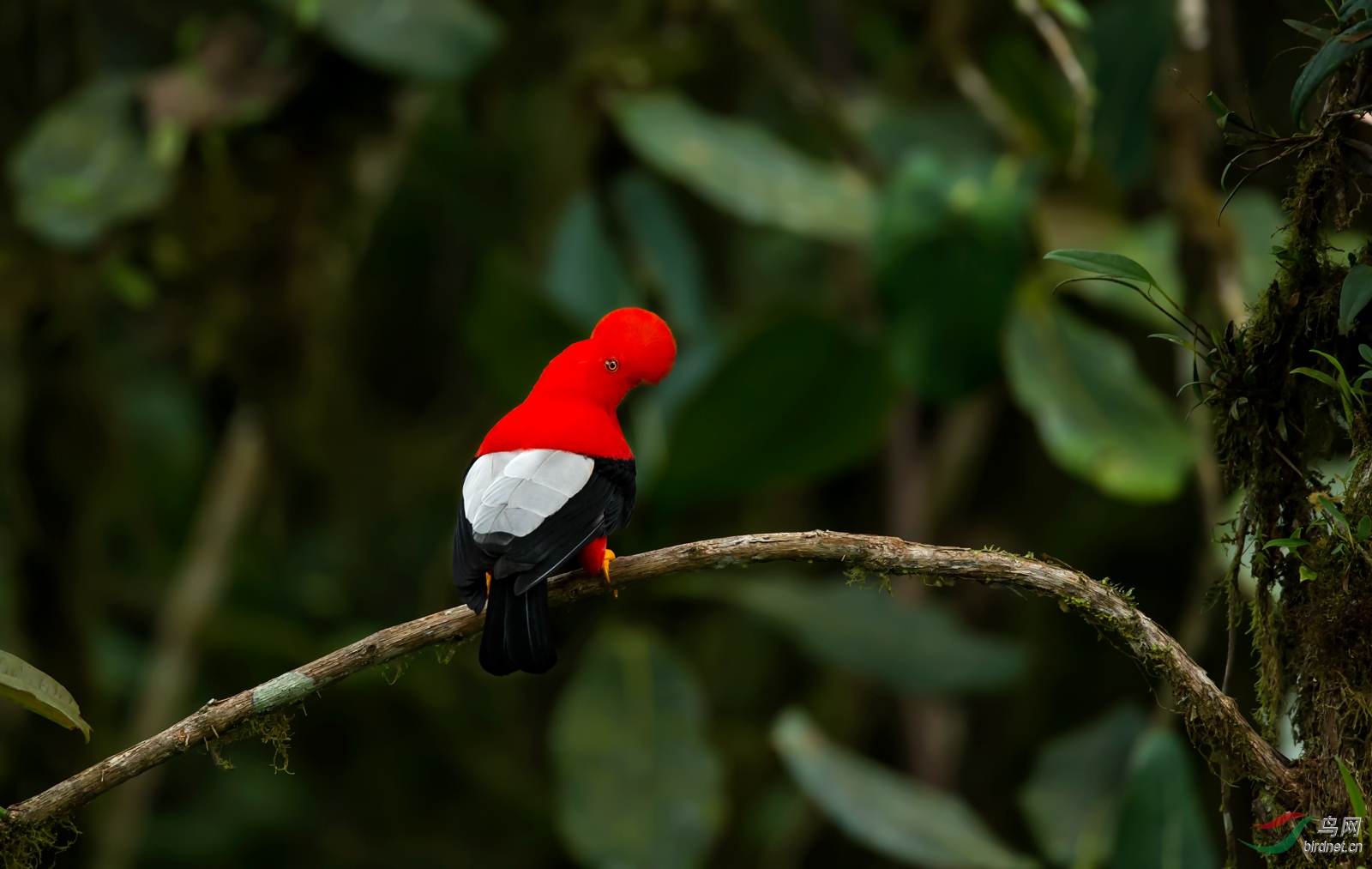 (安第斯动冠伞鸟)安第斯动冠伞-秘鲁国鸟(祝贺荣获首页精华)