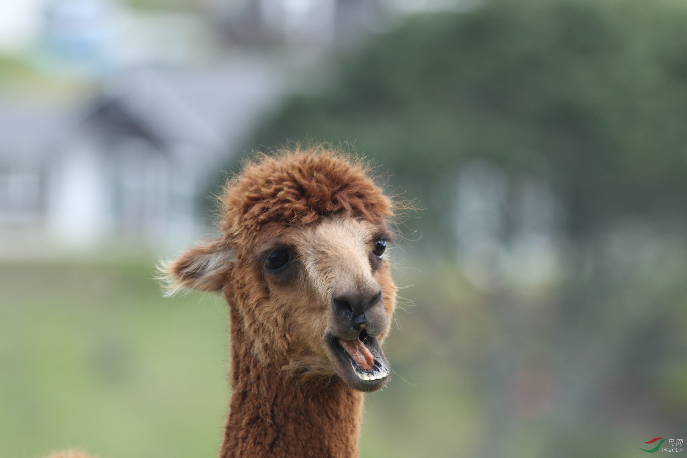 新西兰神兽草泥马