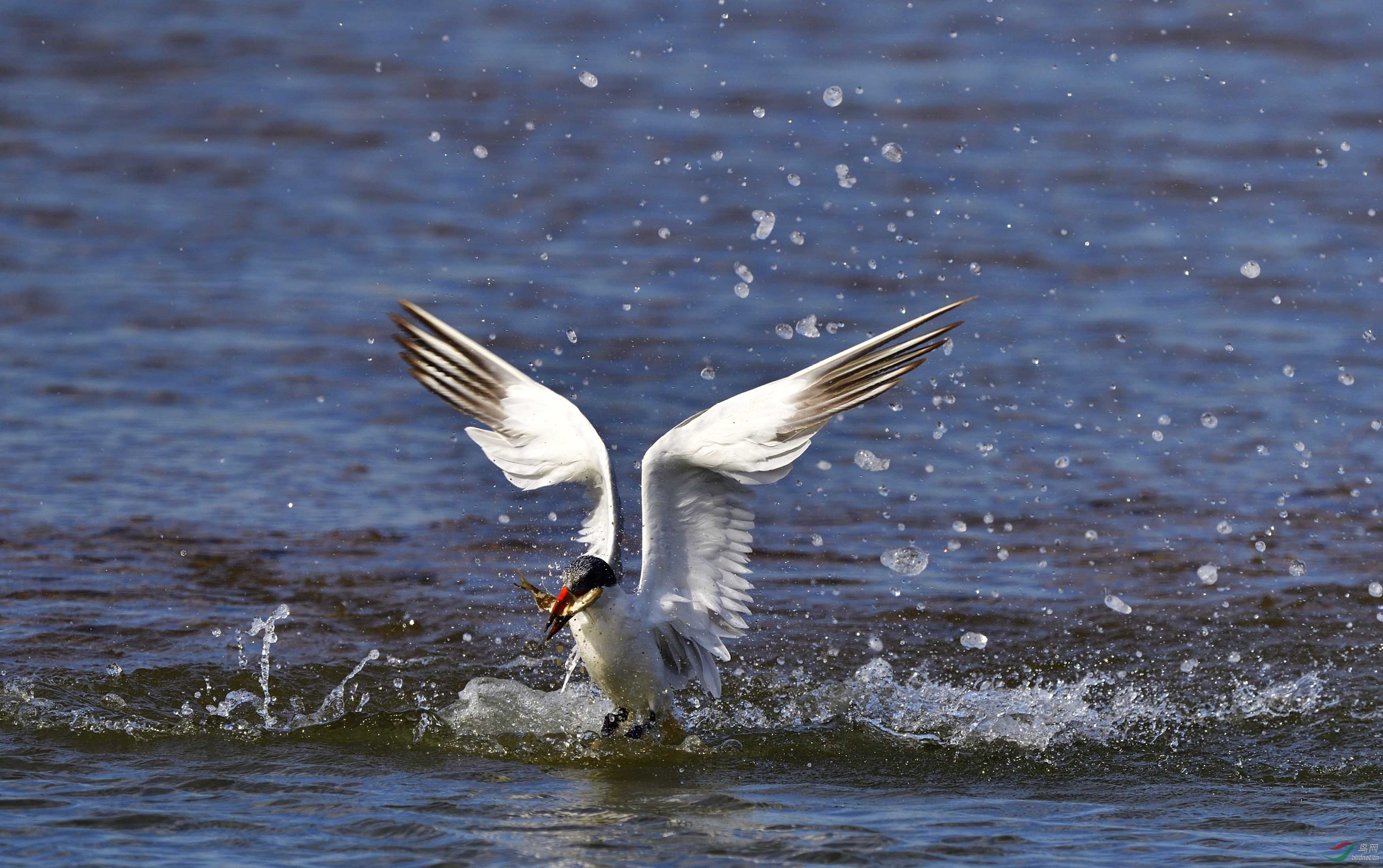 水鸟红嘴巨鸥之二觅食