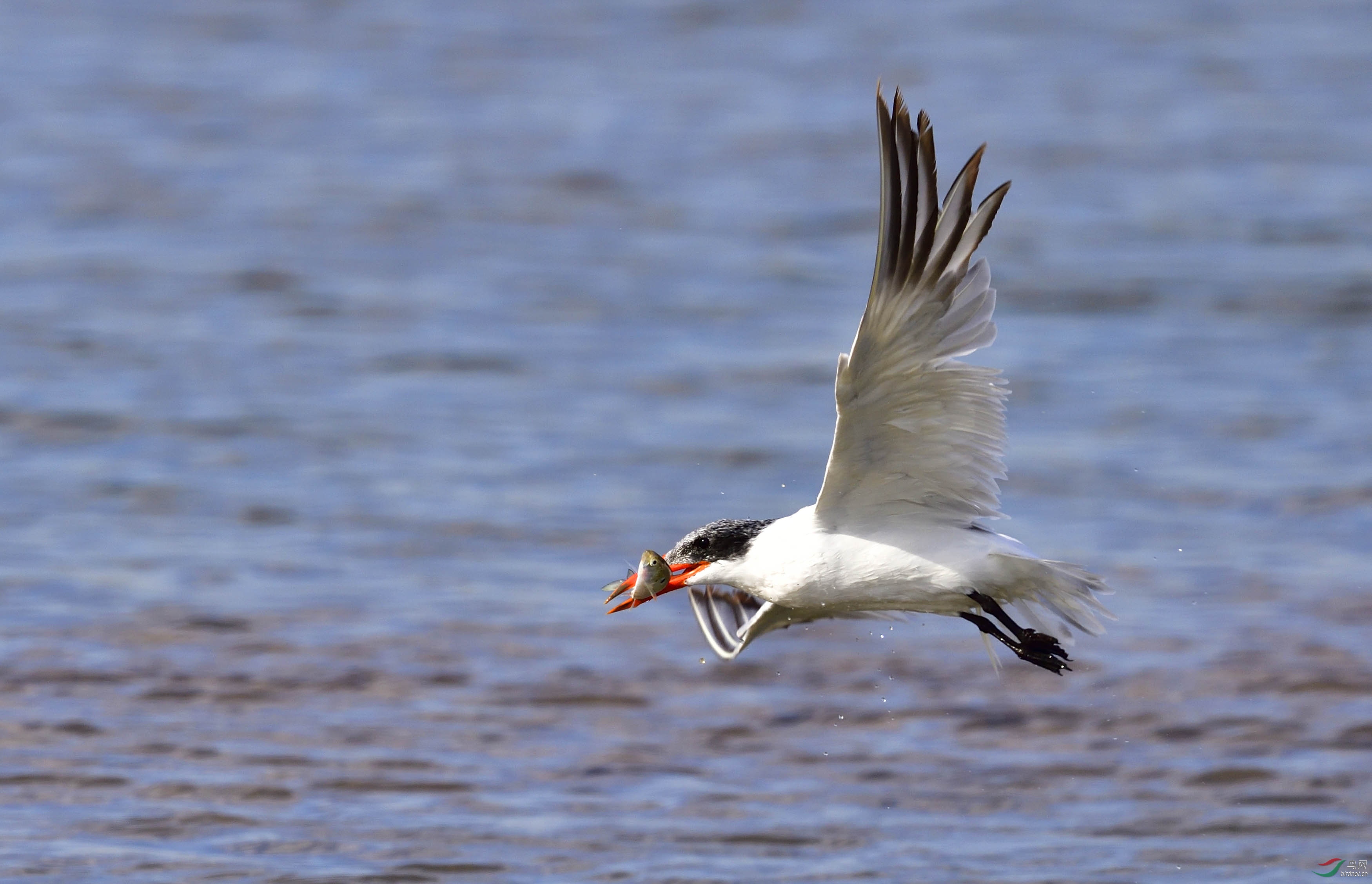 红嘴巨鸥之二-觅食