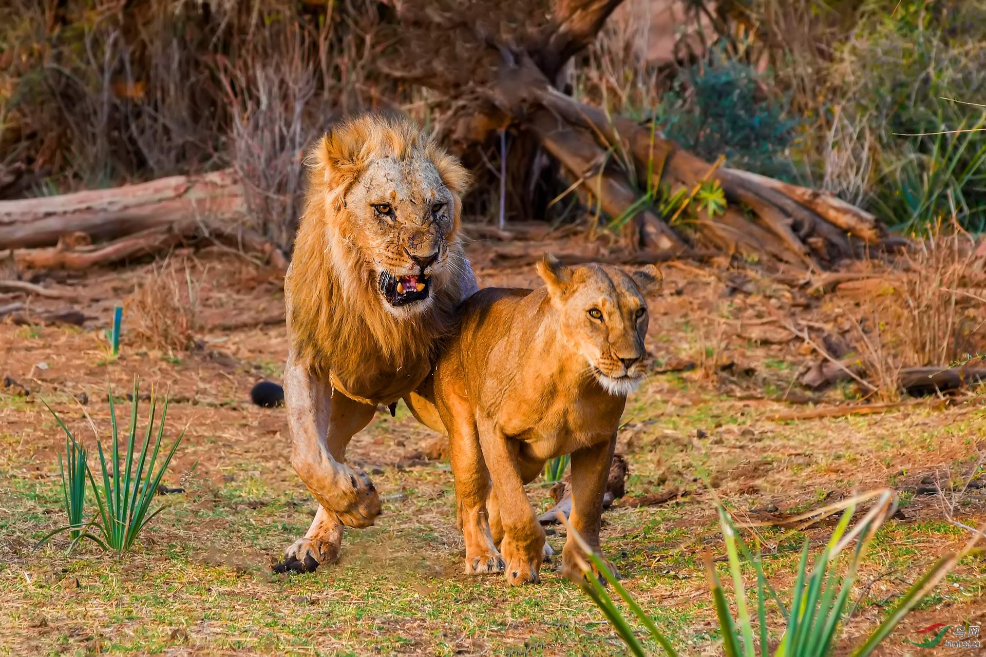 雄狮与雌狮的爱情故事