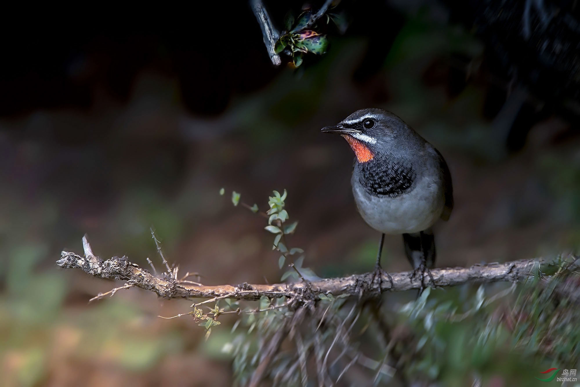 高原稀客 黑胸歌鸲