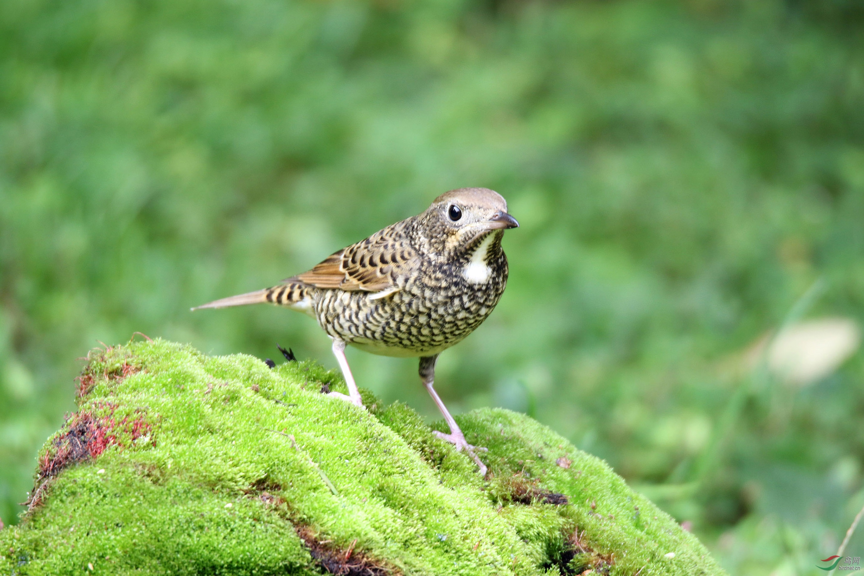 周二快乐白喉矶鸫