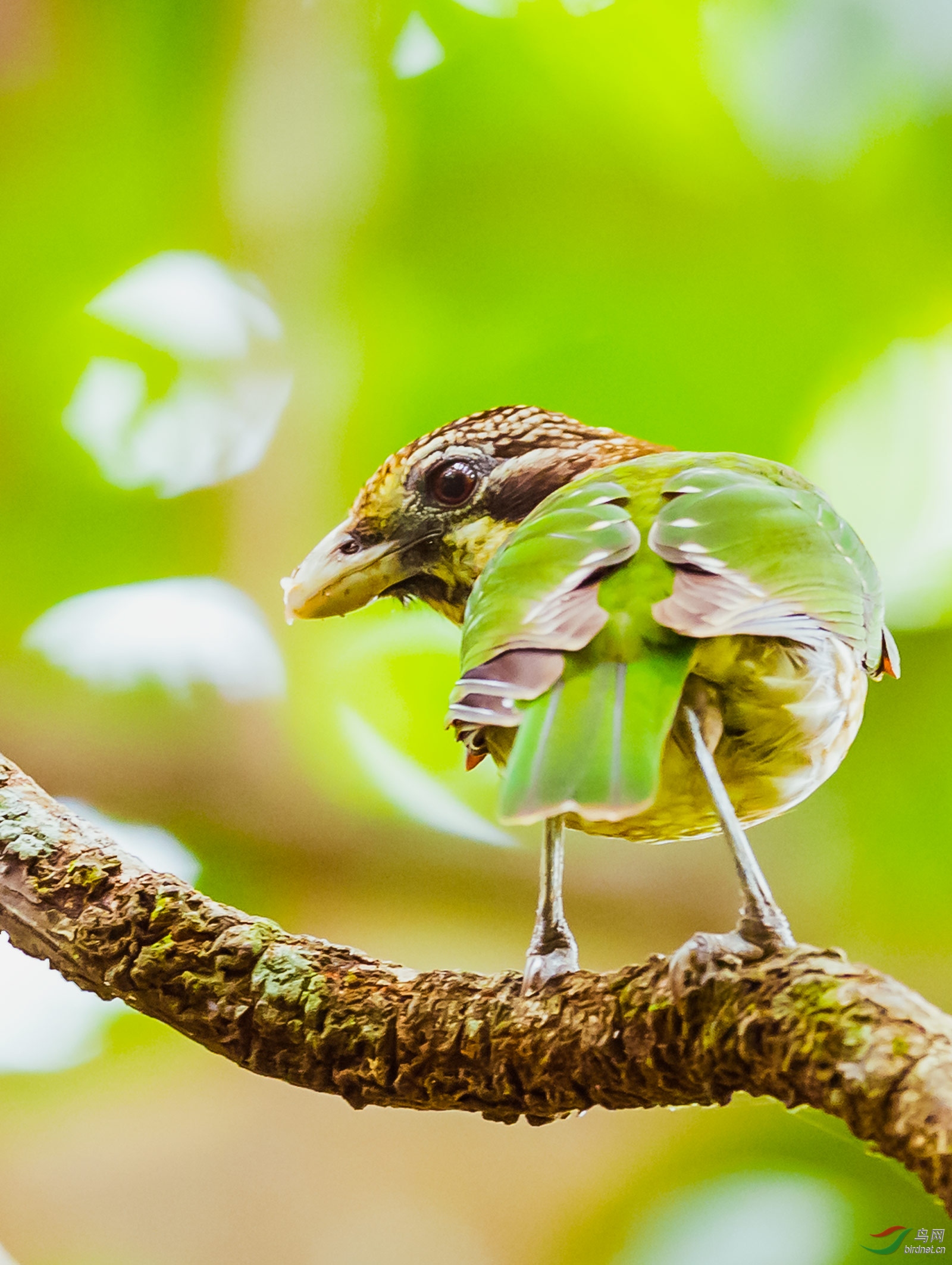 枝头回眸的班园丁鸟