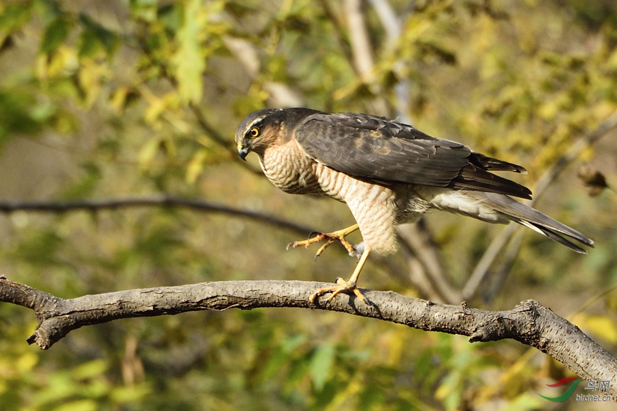 平衡木上的习练褐耳鹰