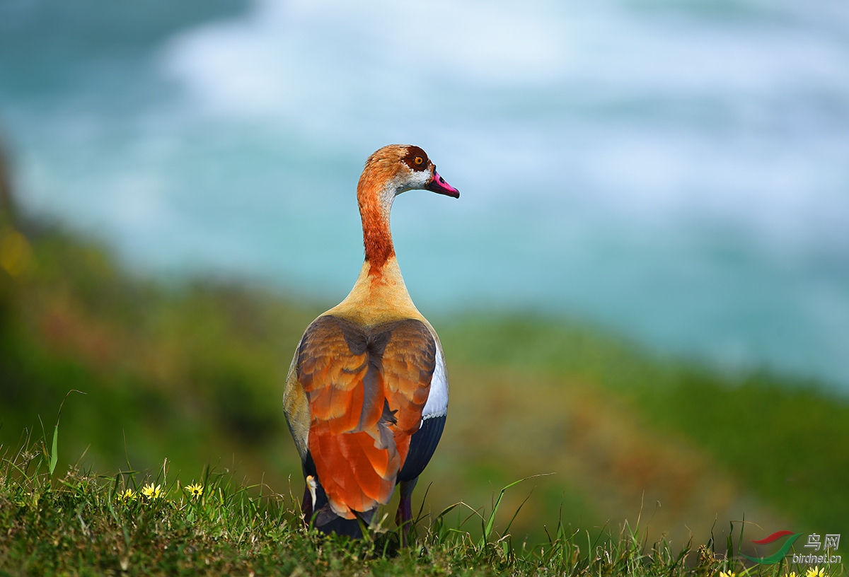 居高临下埃及雁