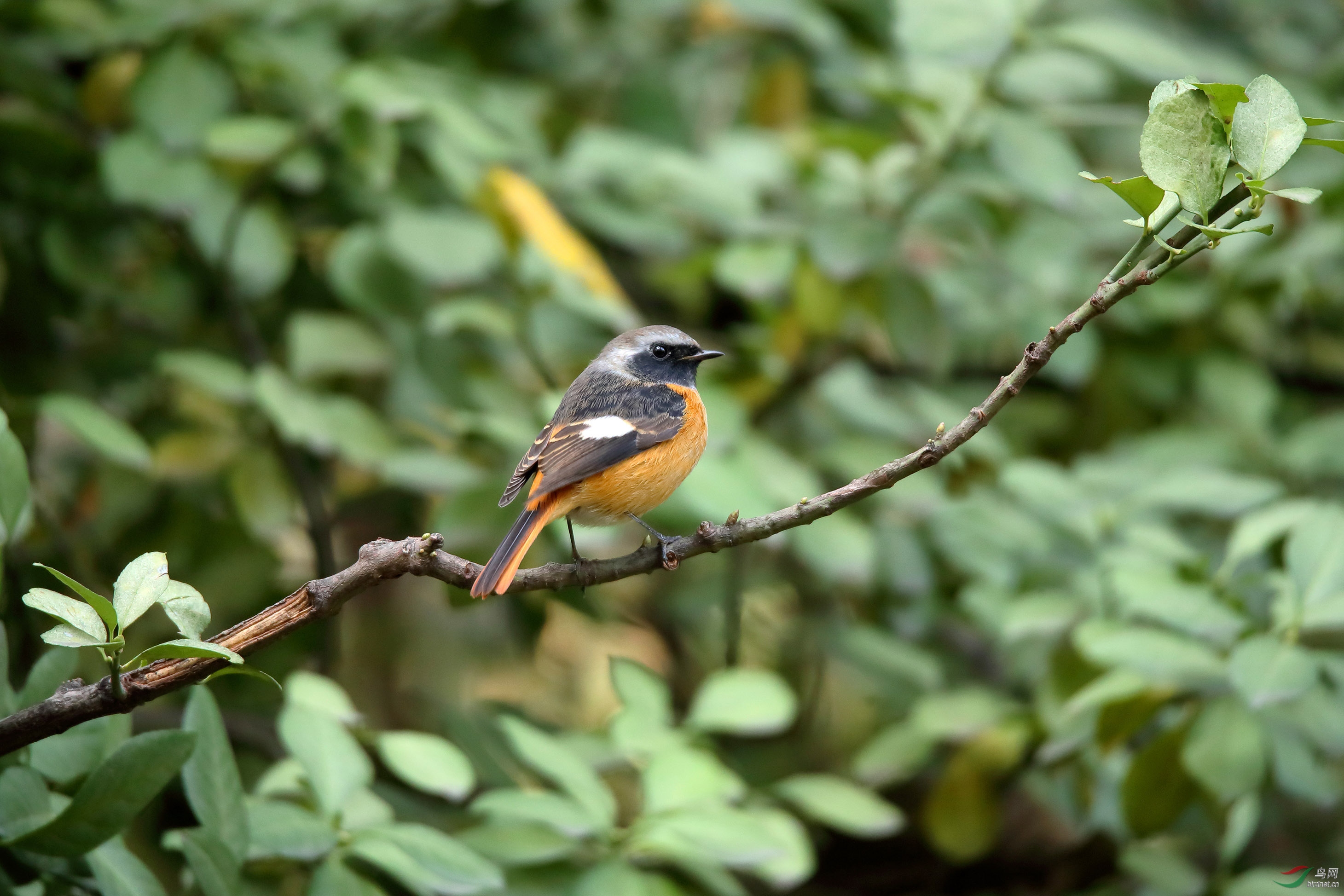 周三快乐北红尾鸲