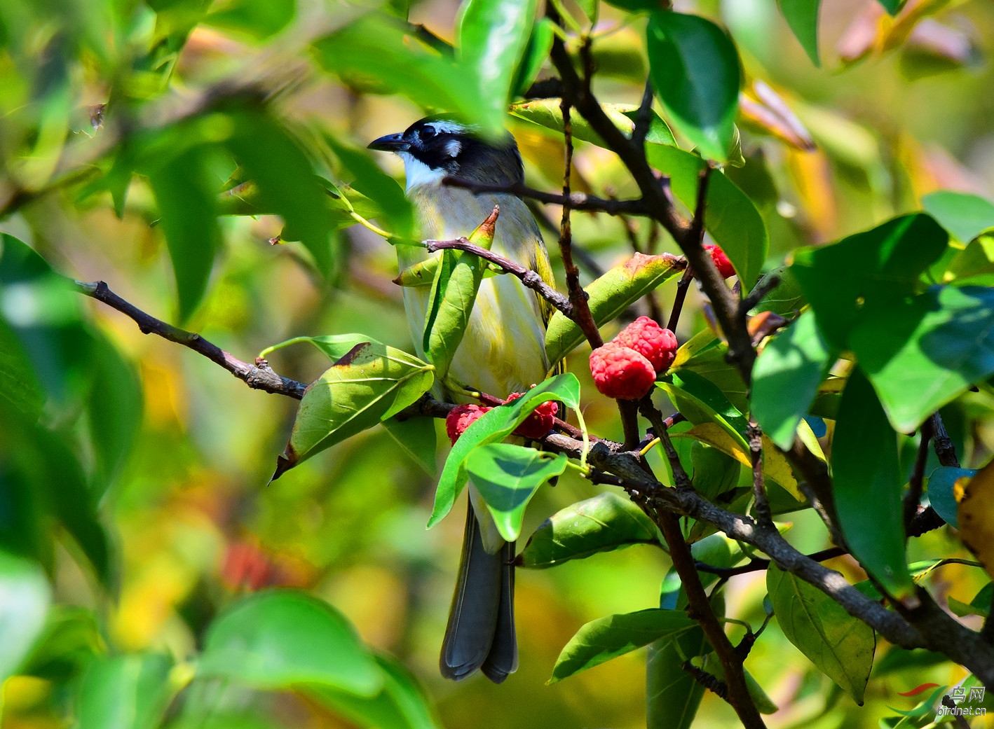 在海边树上拍到的林鸟