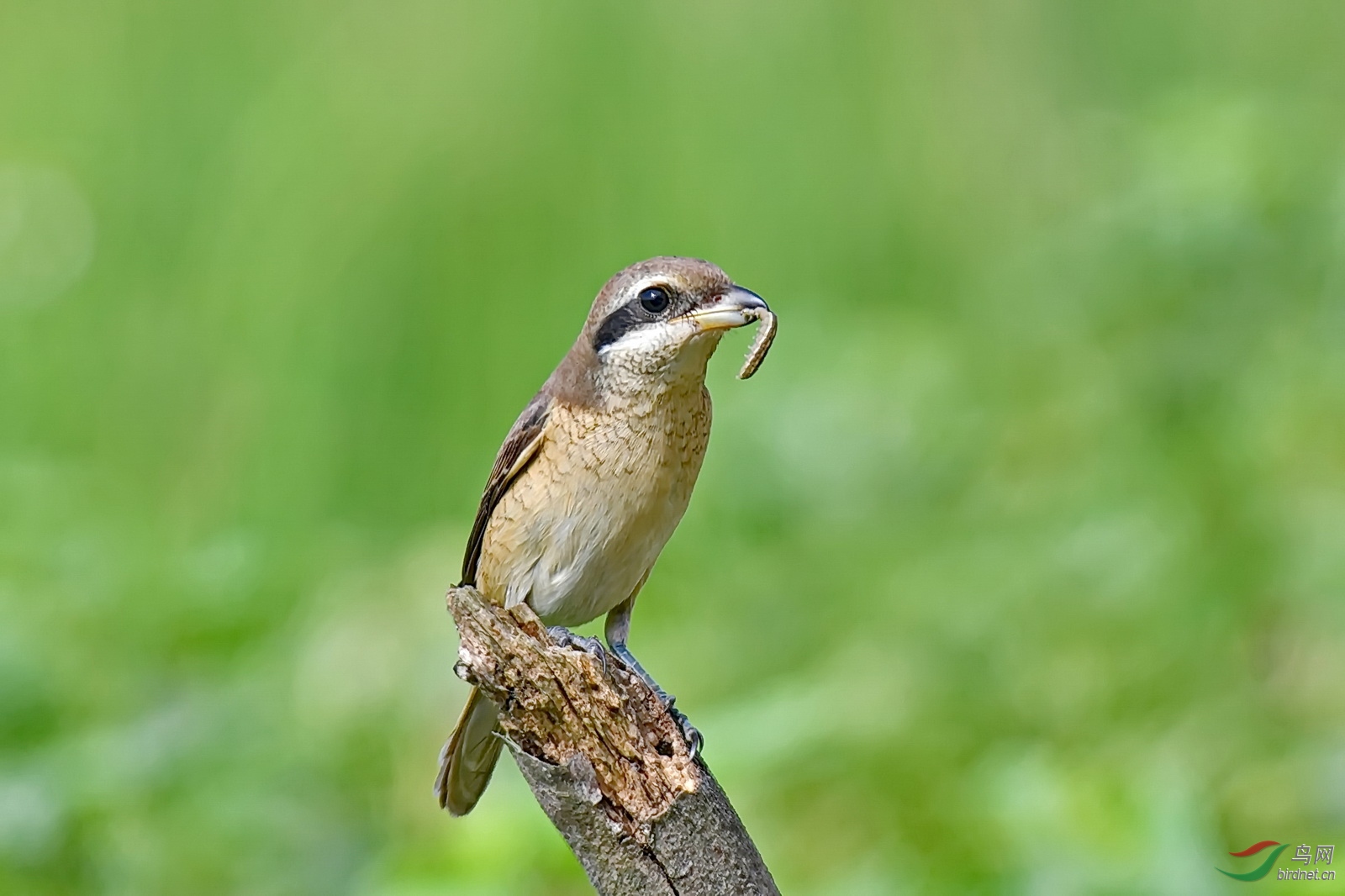 [林鸟] 吃啥,怎吃 (1) -- 牛头伯劳