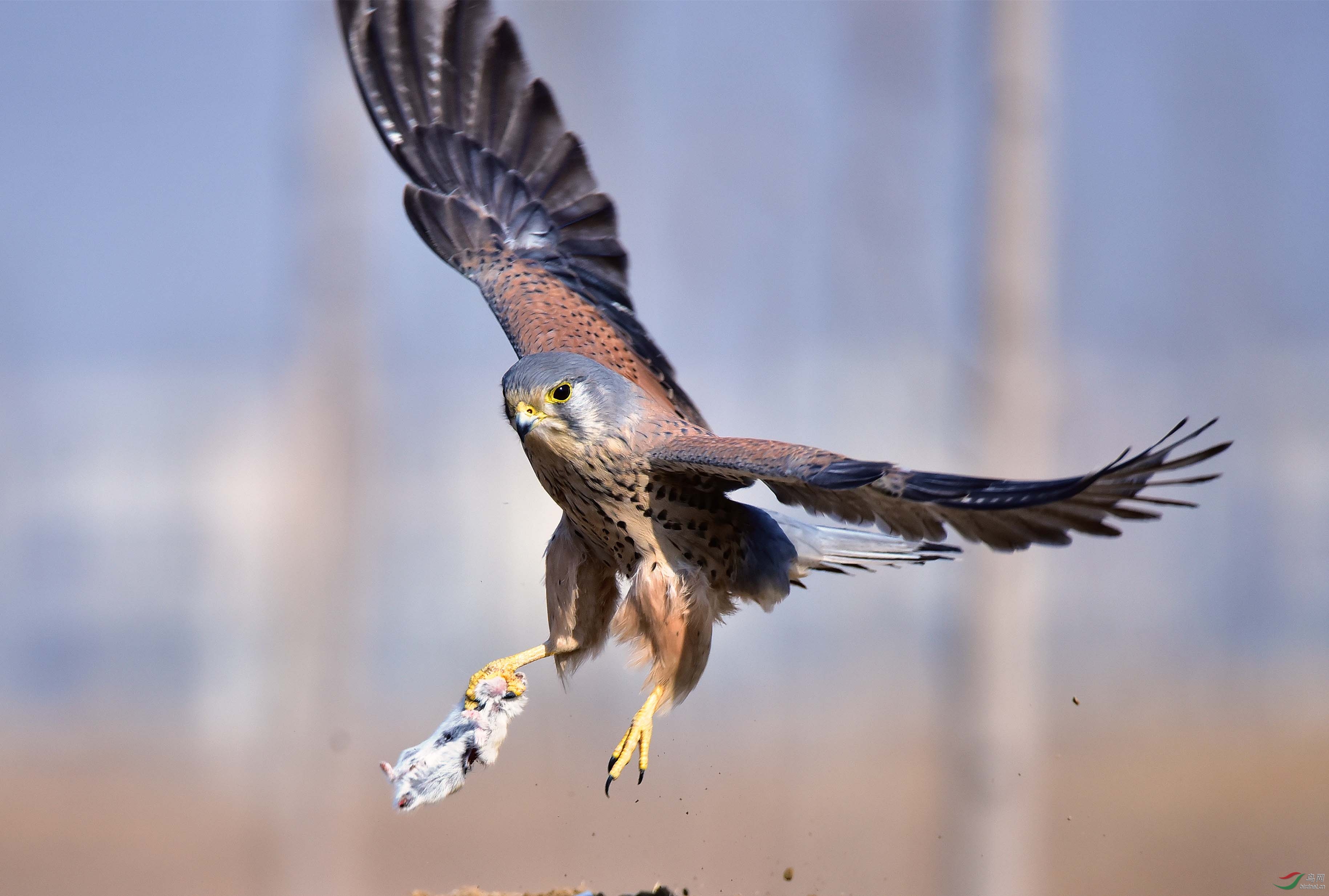 红隼捕鼠的瞬间