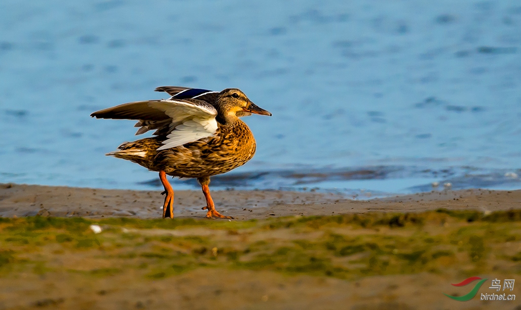 上岸的绿头鸭mm