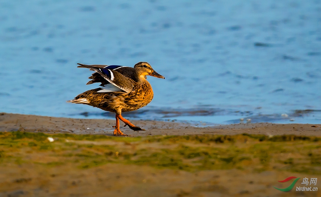 上岸的绿头鸭mm