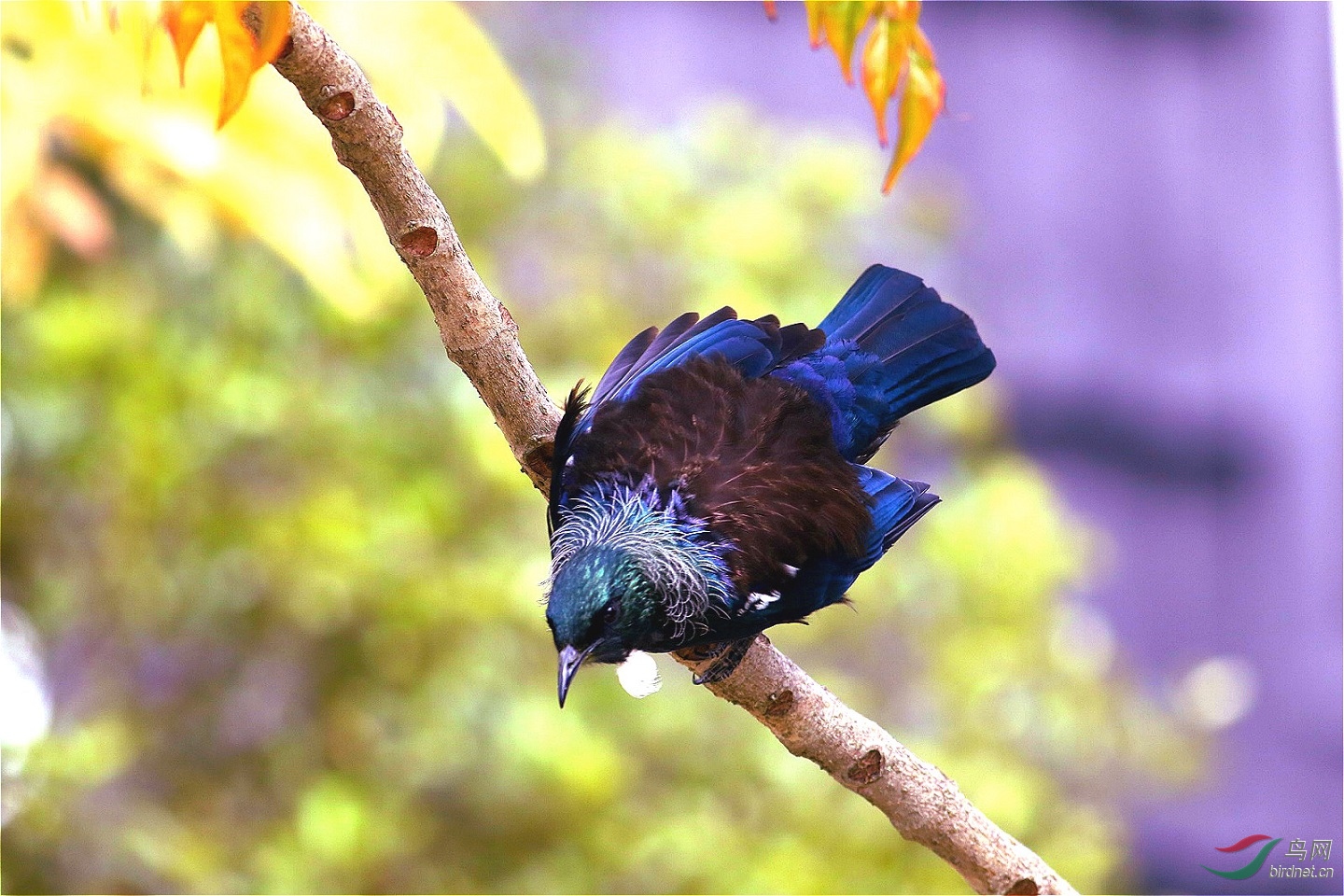 新西兰庭院鸟tui