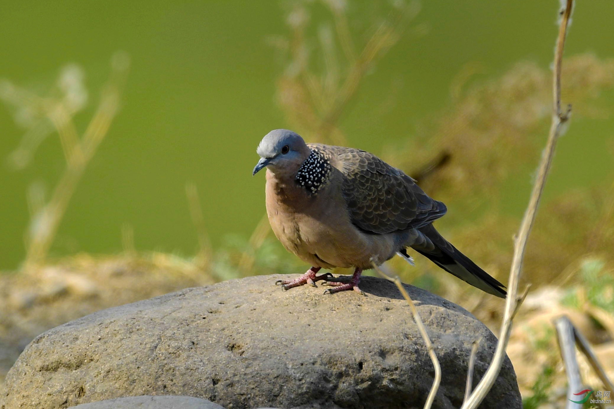 珠頸斑鳩