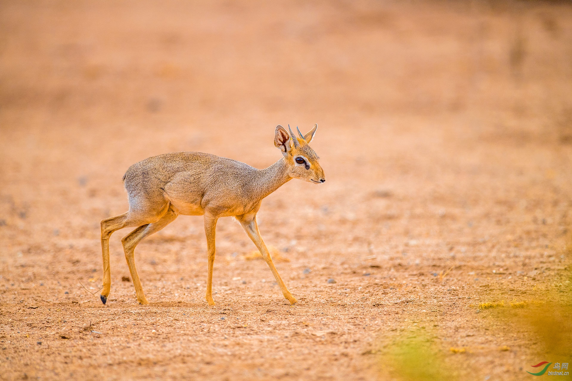 鼠鹿恭贺荣获首页精华