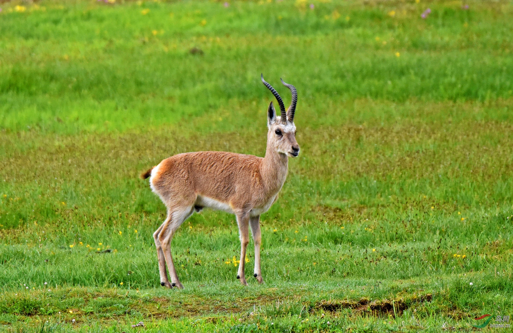 绿绿的草原有只羊