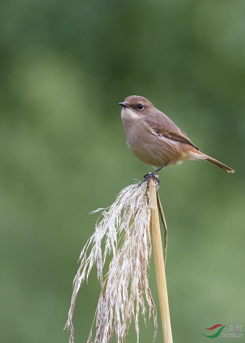 黑喉红尾鸲(雌鸟)