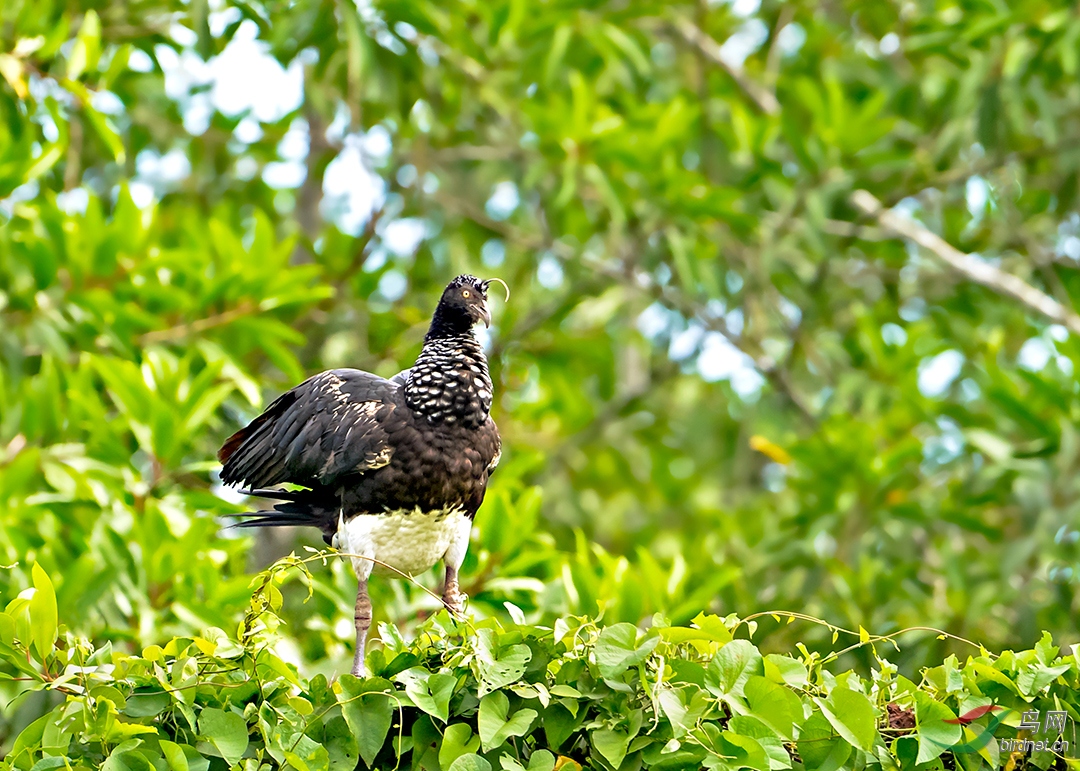 鸟中独角兽角叫鸭