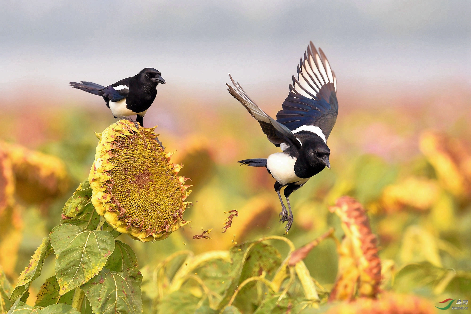 喜鹊双喜临葵祝贺荣获每日精华