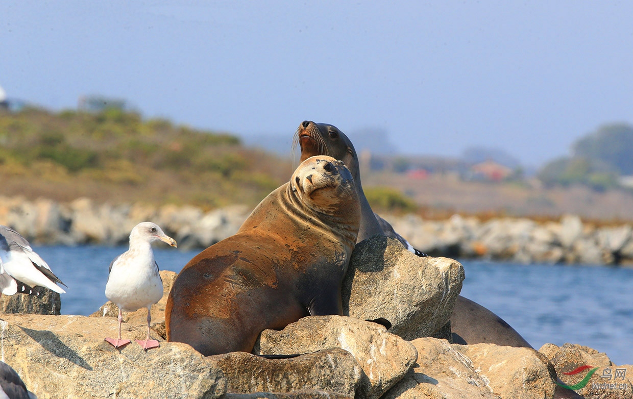 [动物] 海豹---拍摄于美国加州