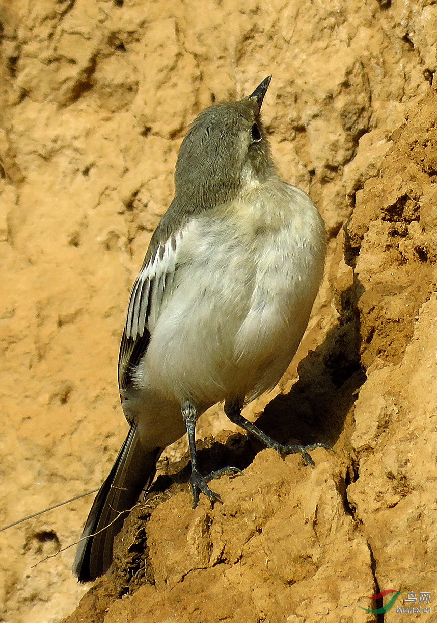 还需努力一次白鹡鸰幼鸟上高坎