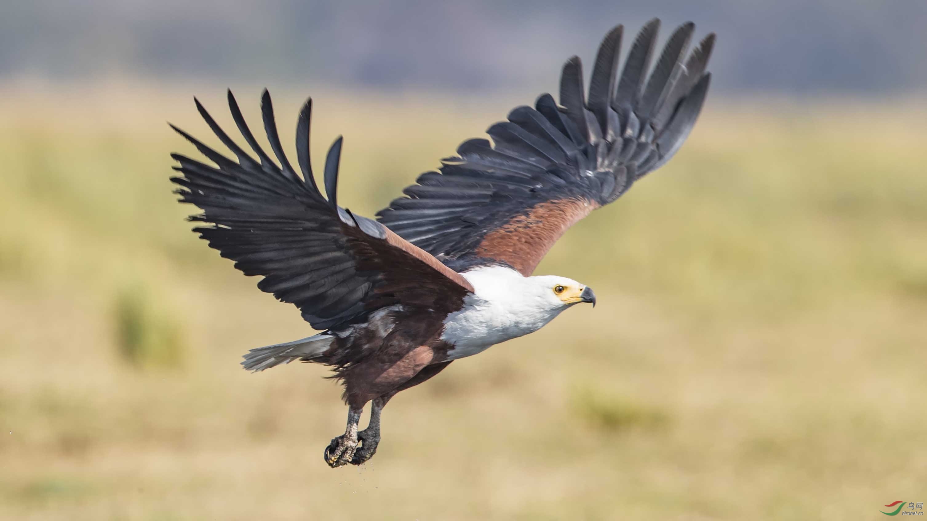 非洲海雕非洲海雕祝贺图5荣获首页精华