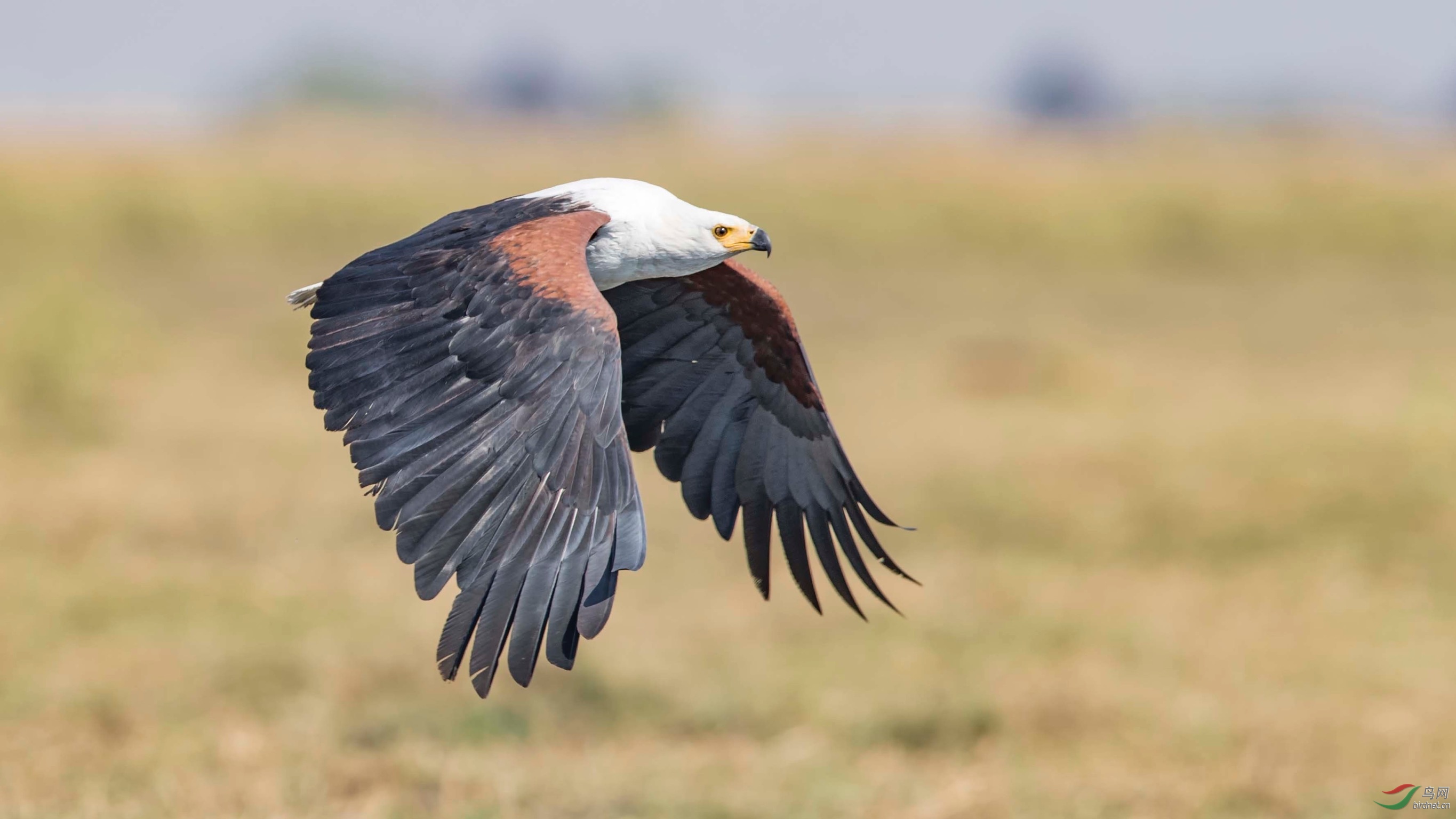 非洲海雕非洲海雕祝贺图5荣获首页精华