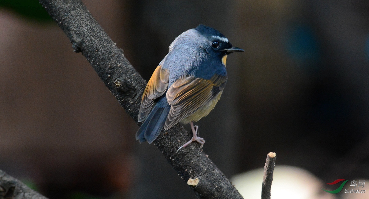 DSC_8947_conew1.jpg