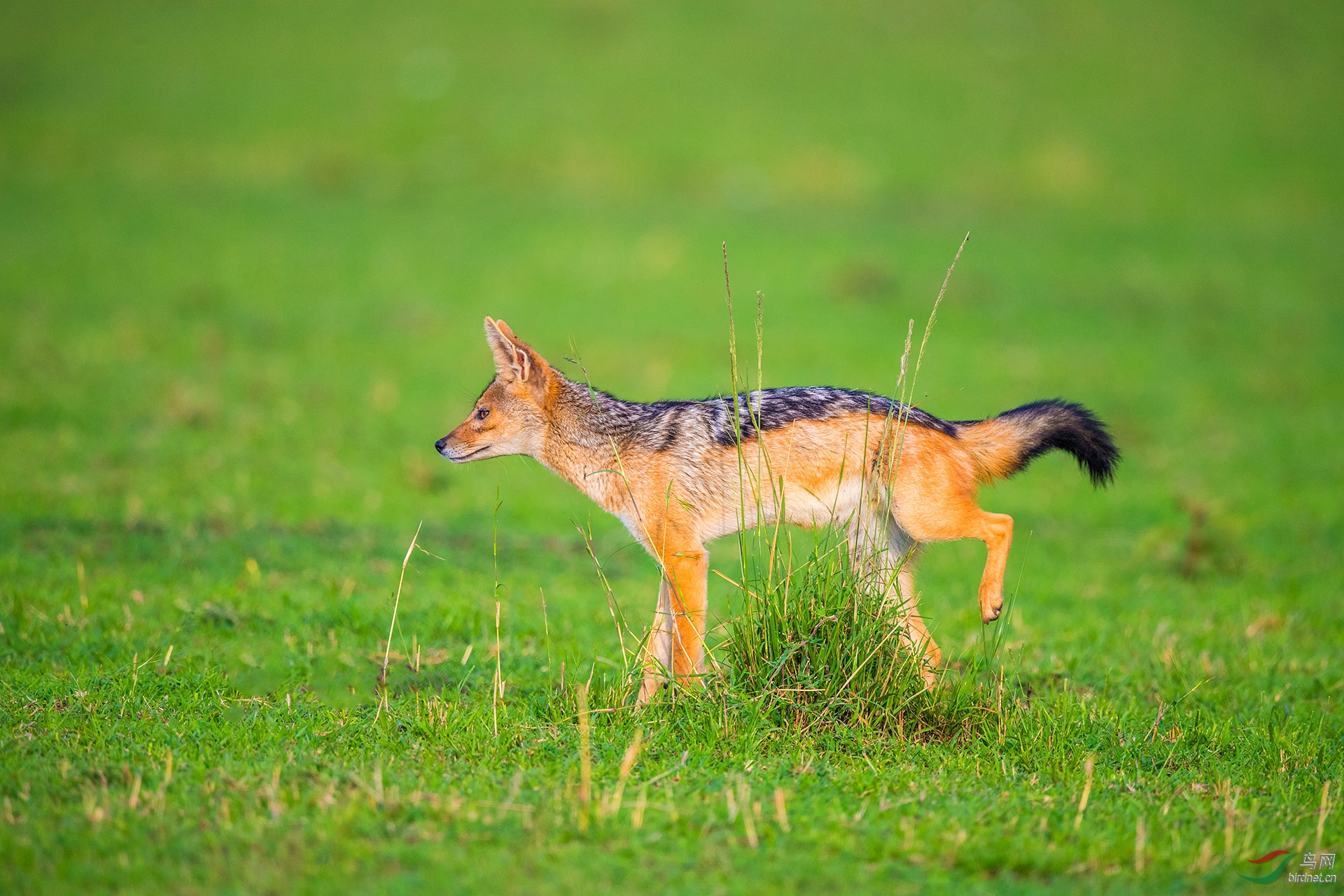 黑背胡狼祝贺获首页精华