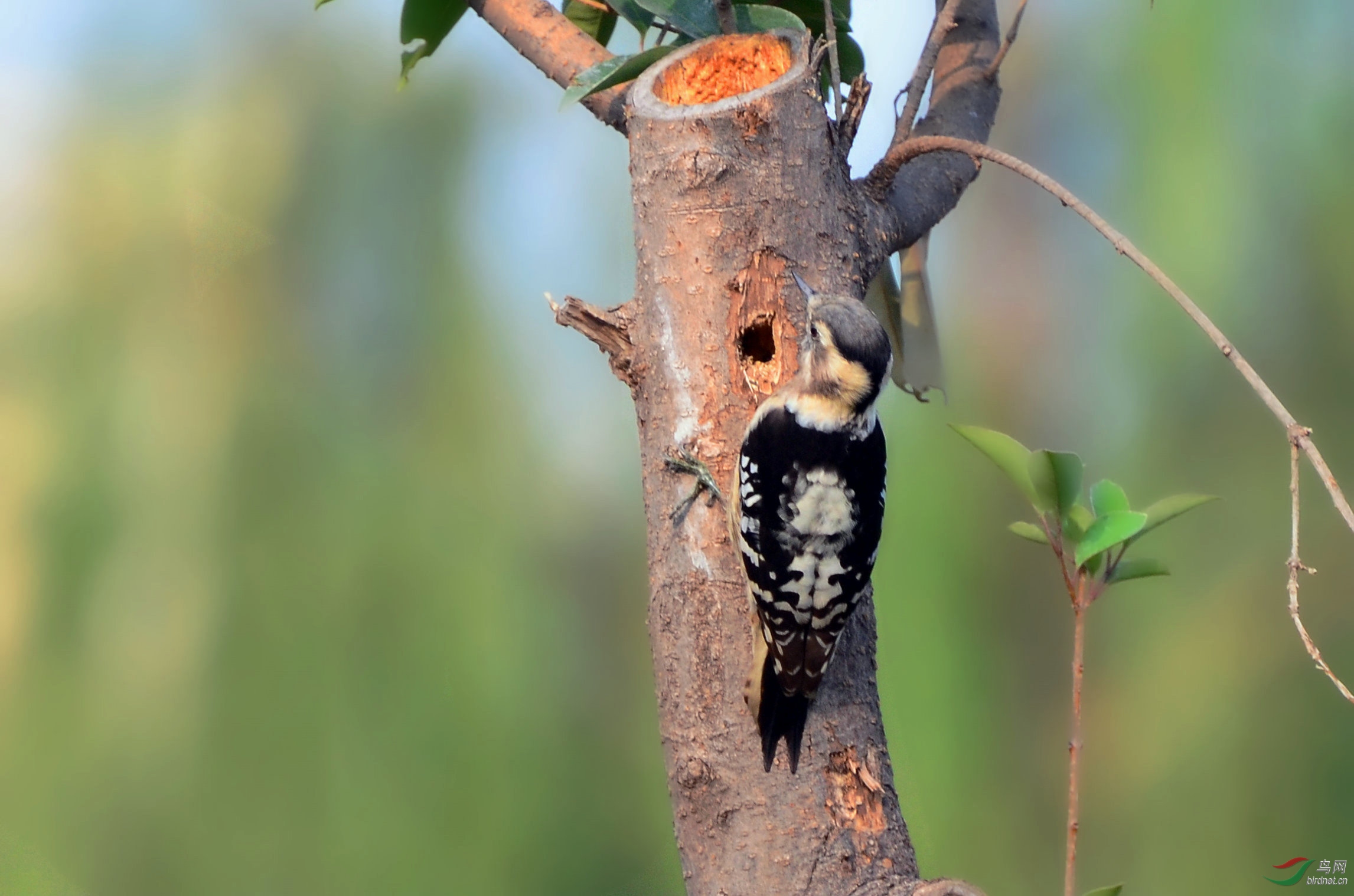 在树上凿孔钩虫的啄木鸟