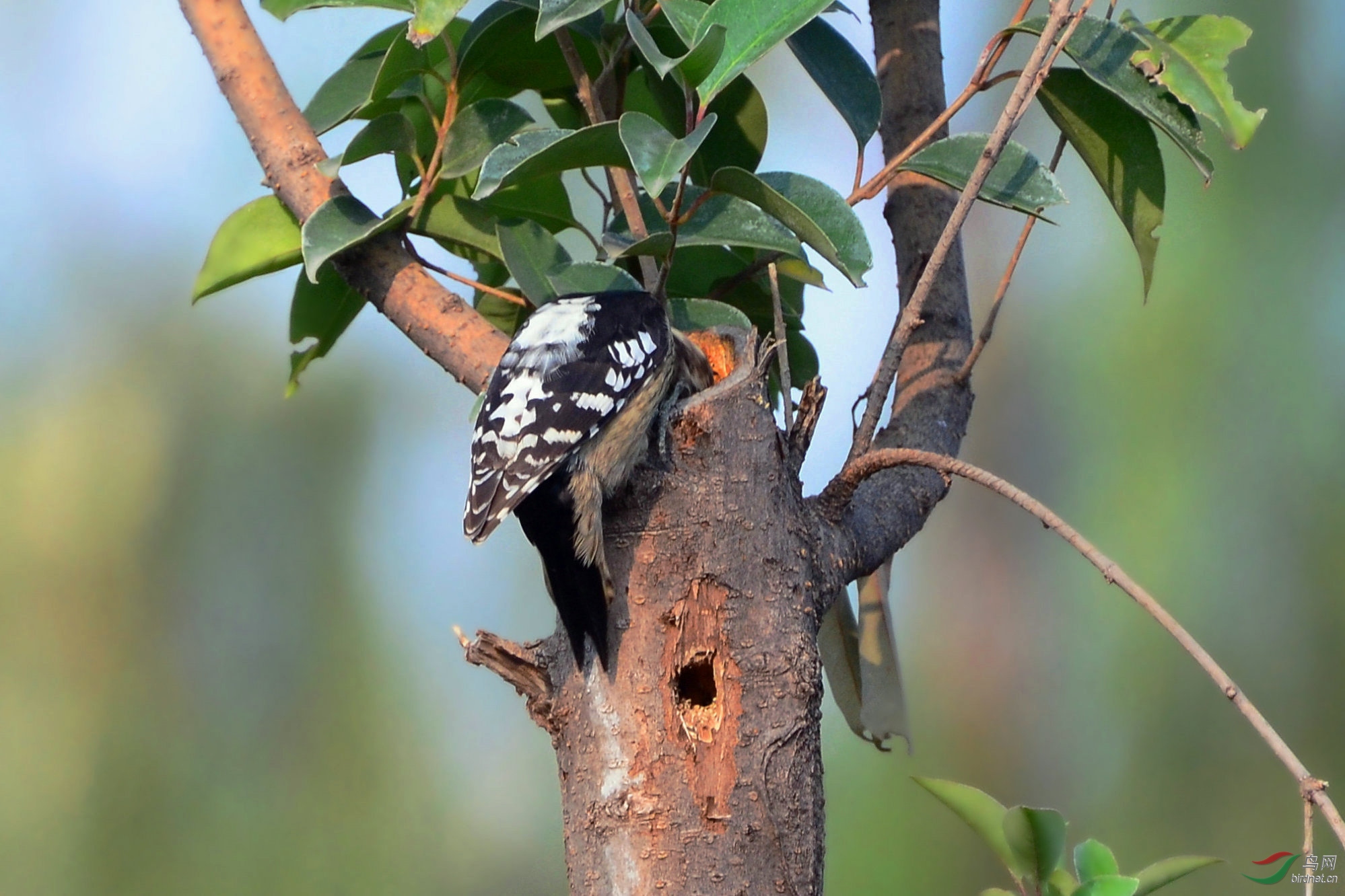 在树上凿孔钩虫的啄木鸟