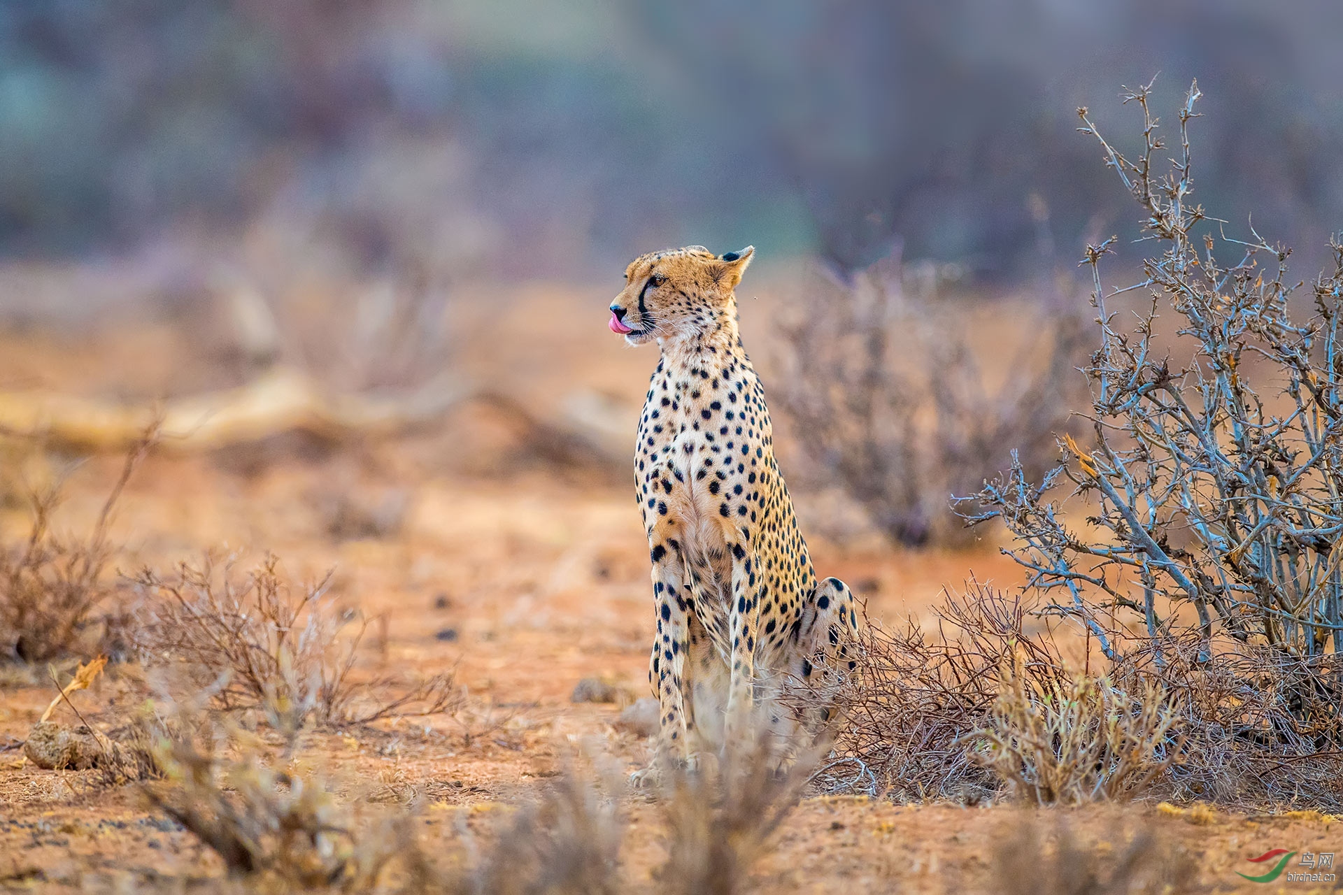 猎豹祝贺首页精华