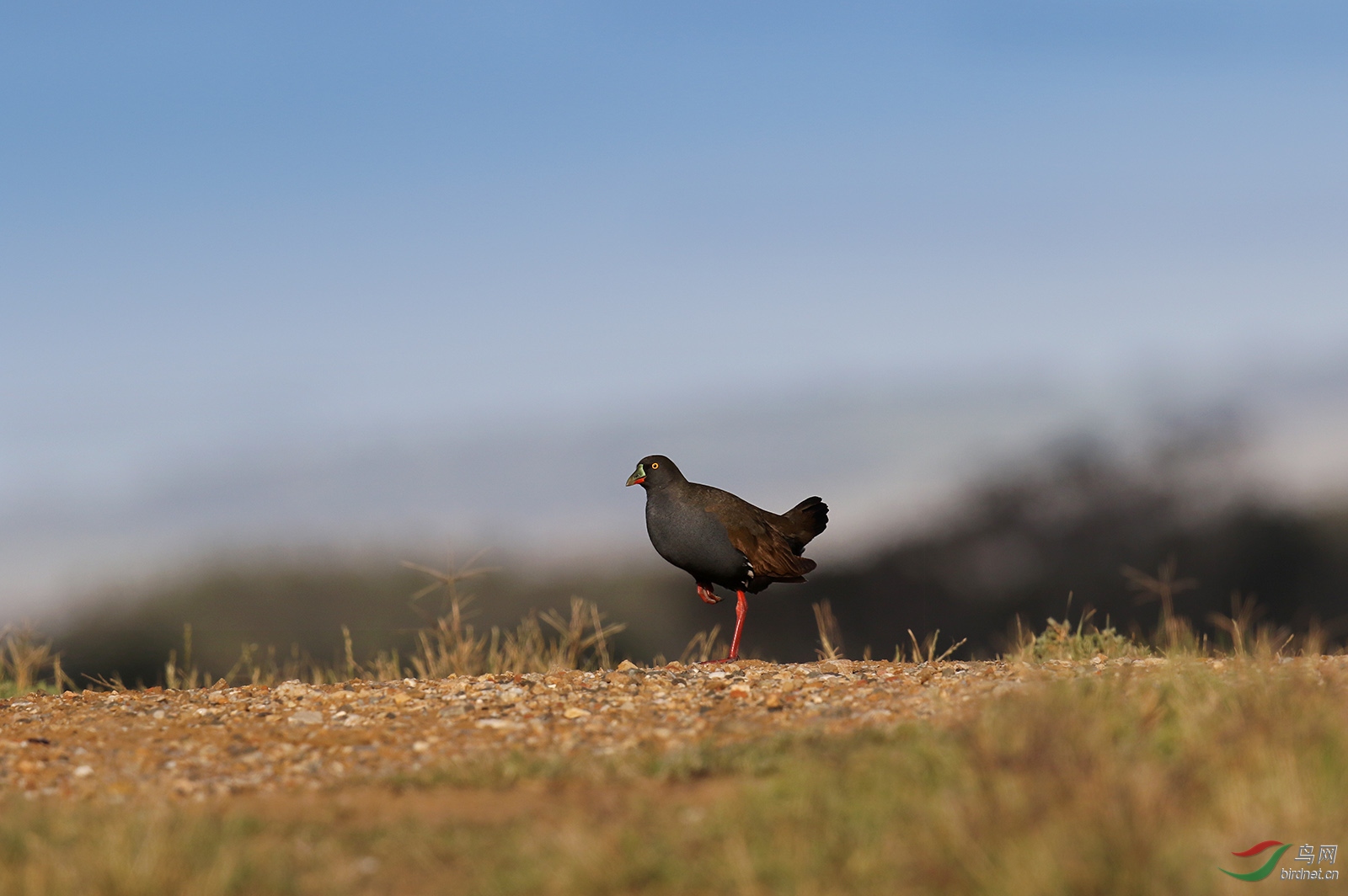澳洲黑尾水鸡