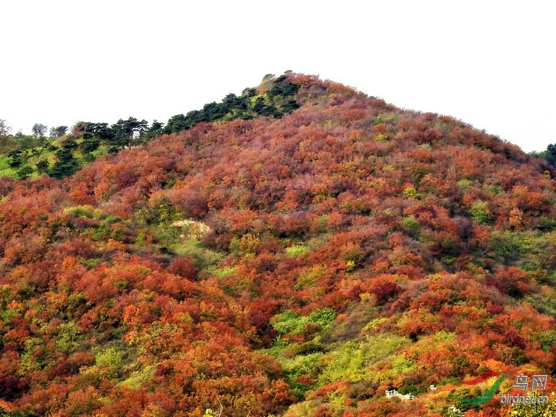 燕塞雄关红叶香山图片