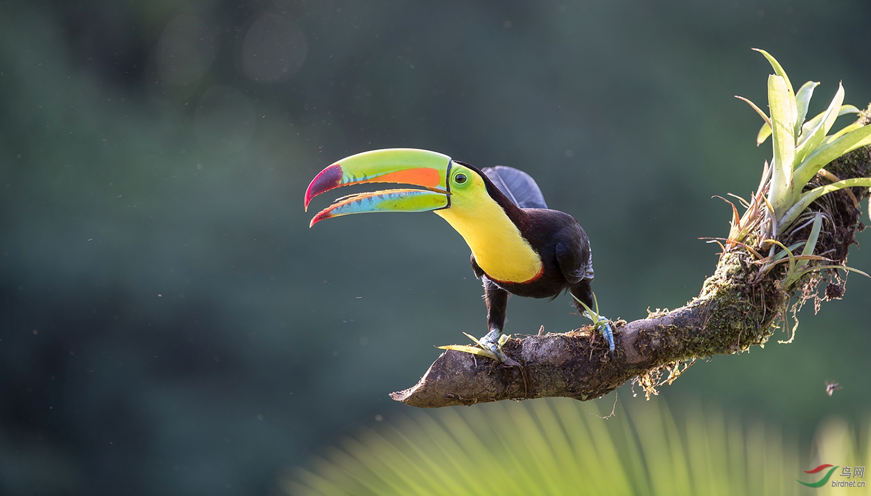 [林鸟] (厚嘴巨嘴鸟)来了---厚嘴巨嘴鸟(祝贺荣获首页精华)
