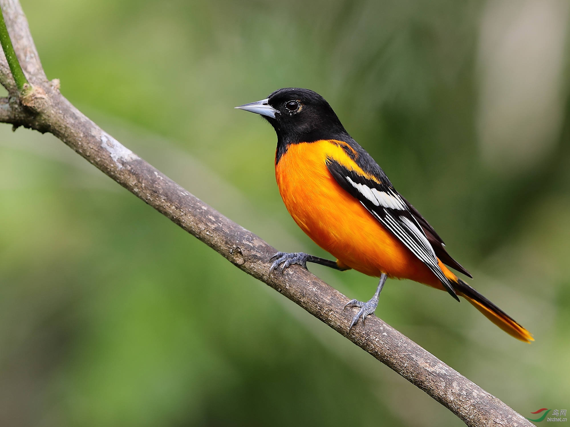 一组小林鸟的大头照片