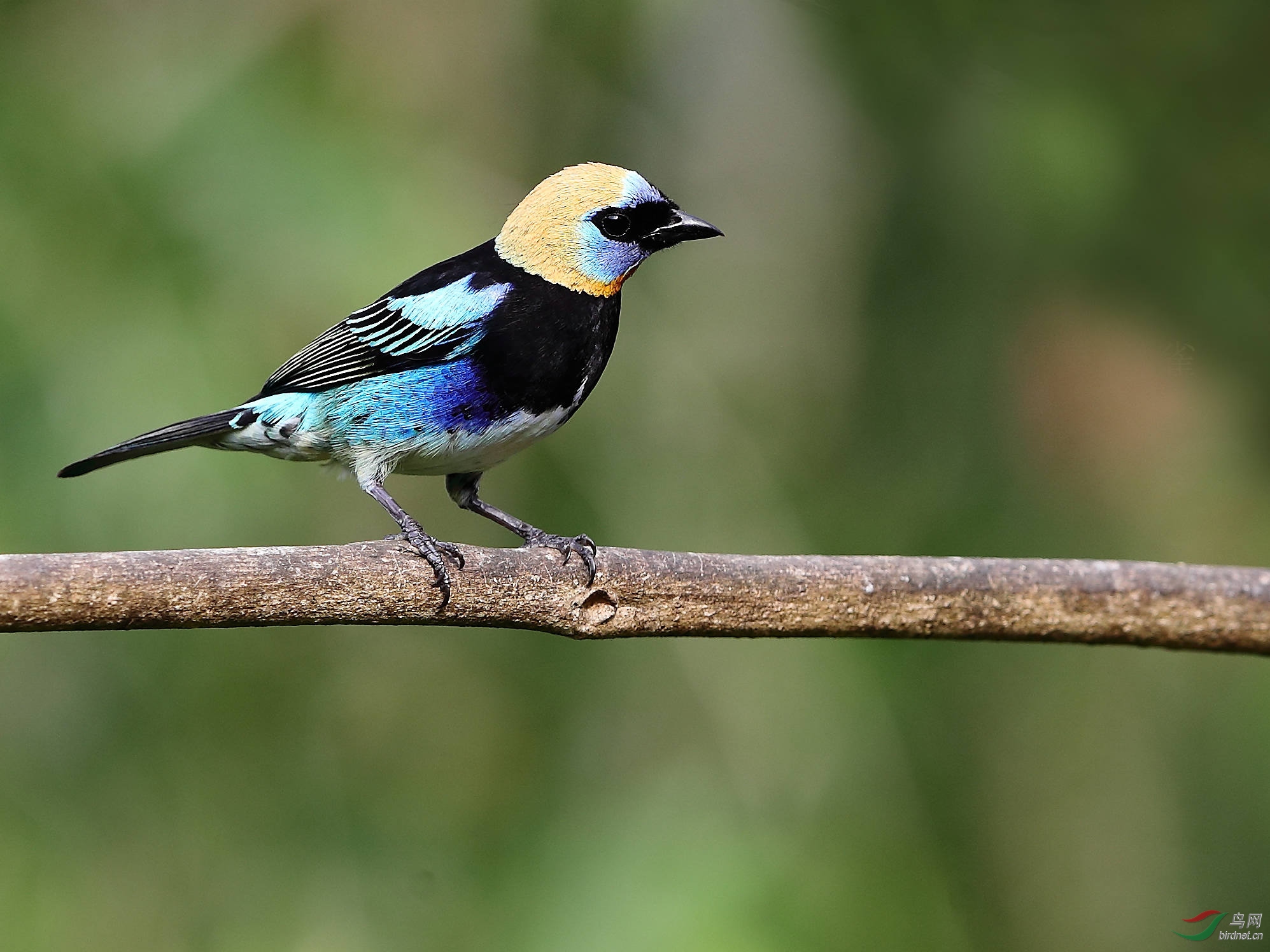 一组小林鸟的大头照片