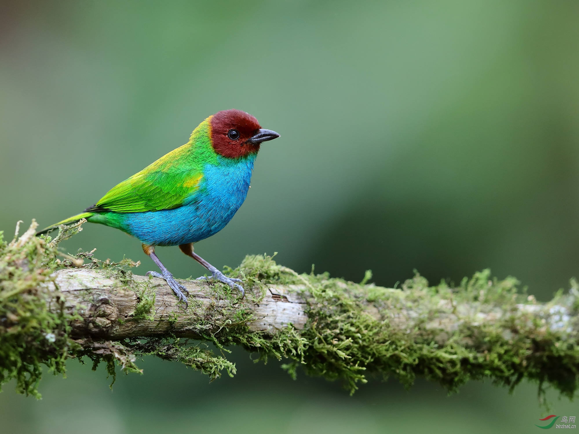 一组小林鸟的大头照片