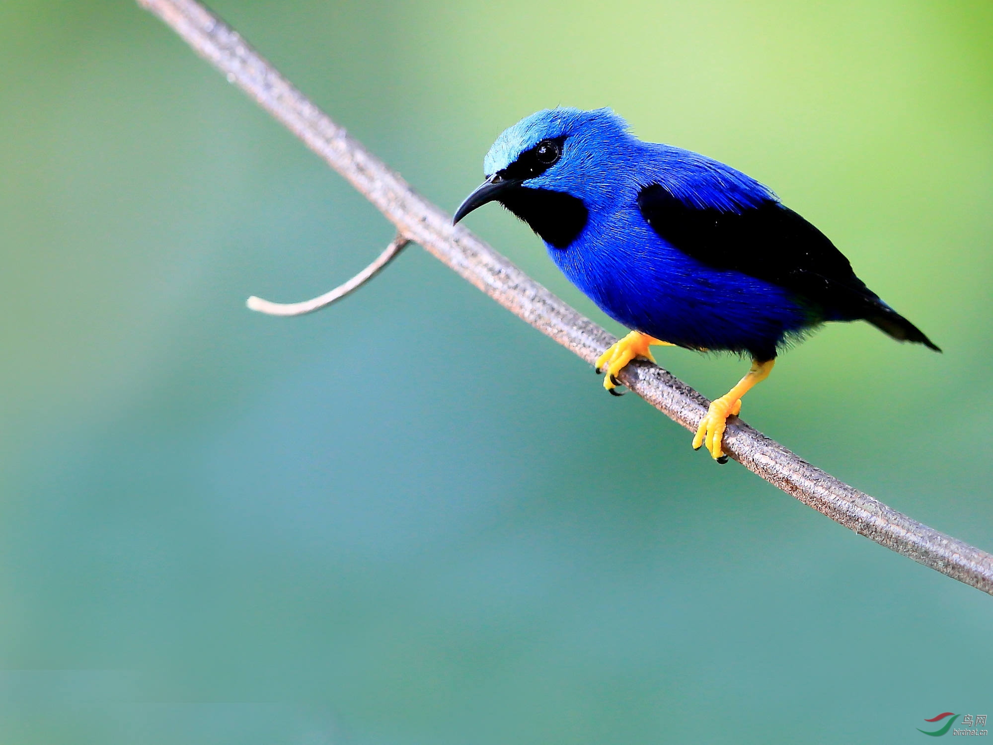 一组小林鸟的大头照片