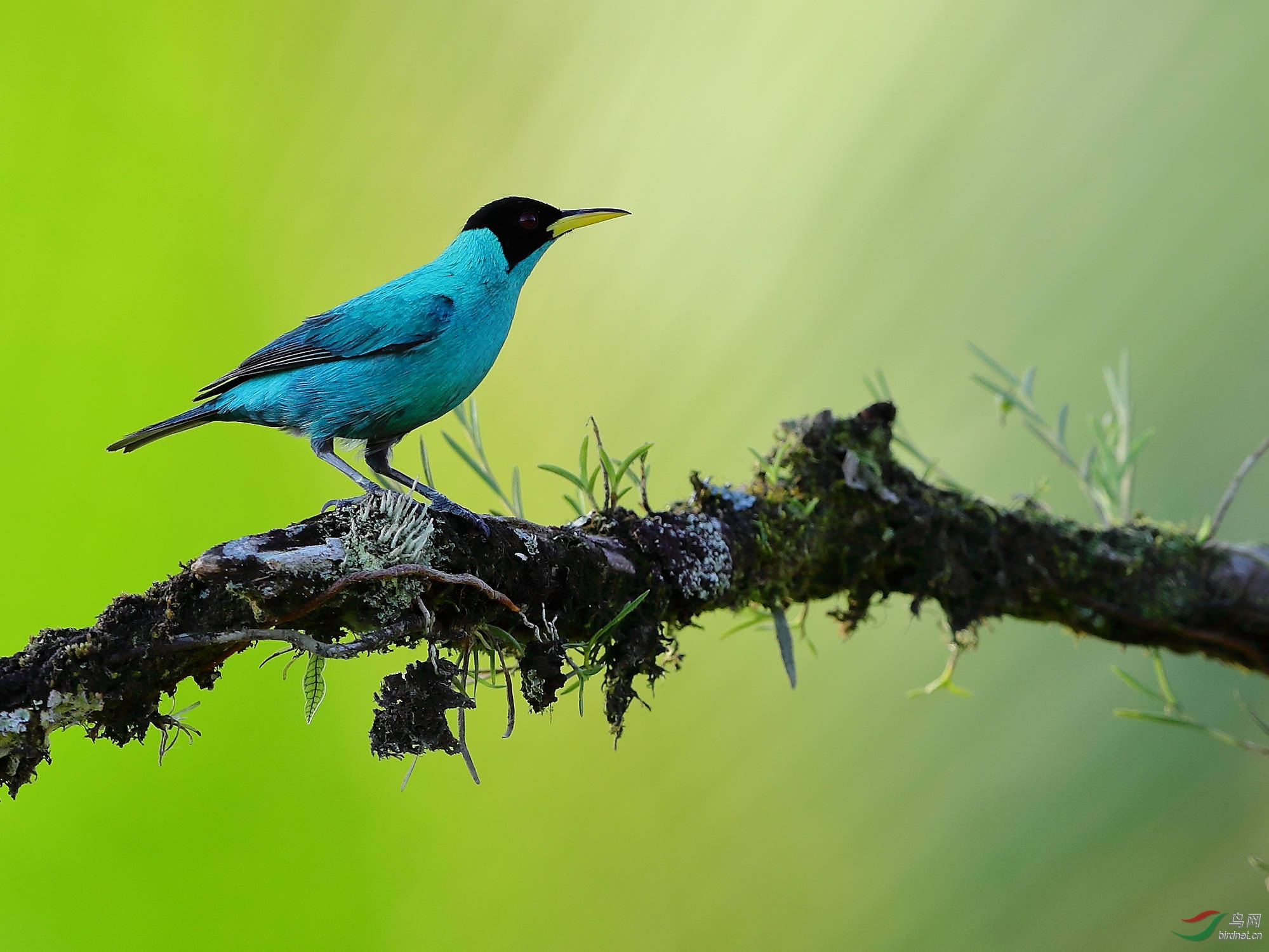 一组小林鸟的大头照片