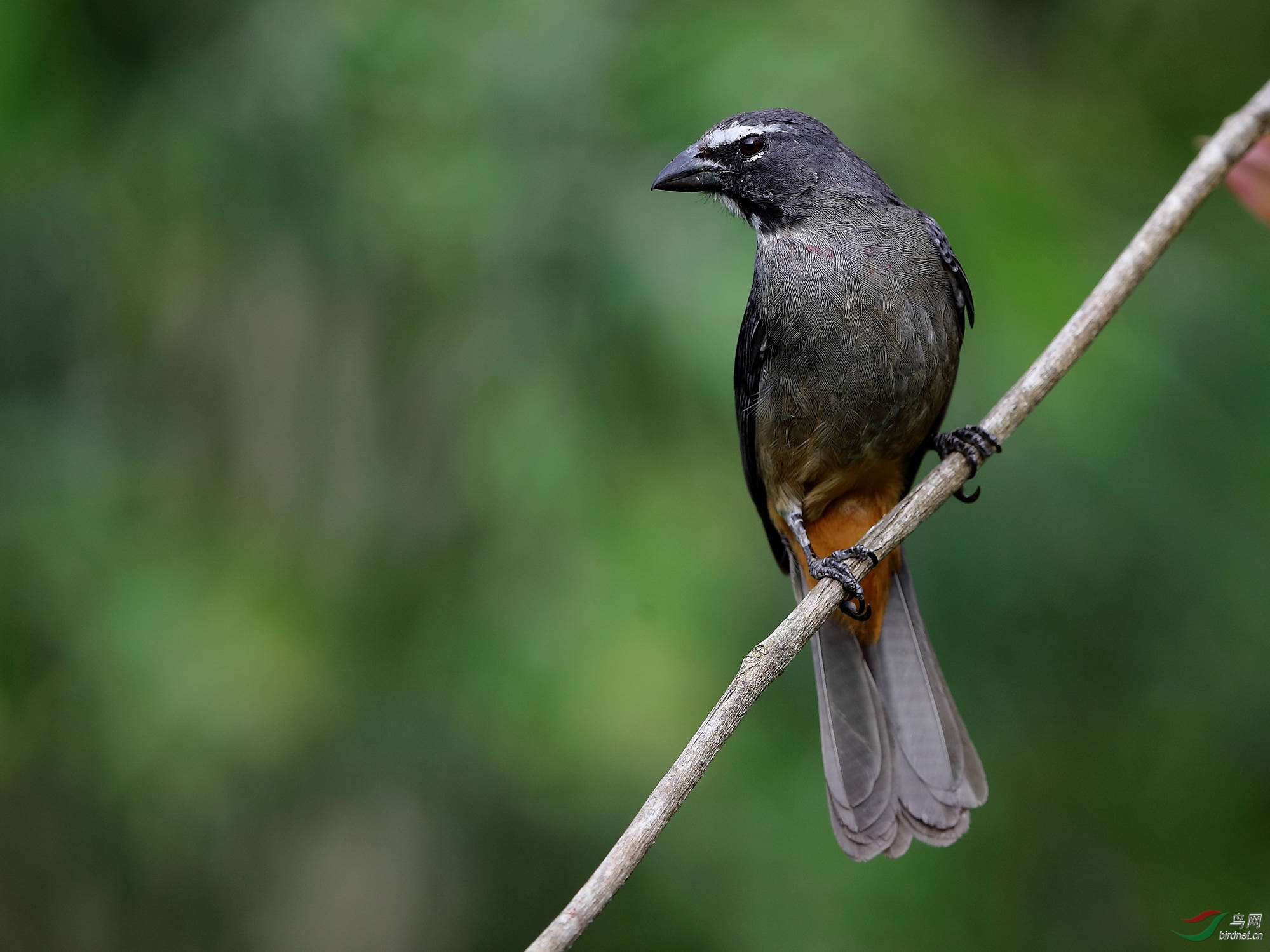 一组小林鸟的大头照片
