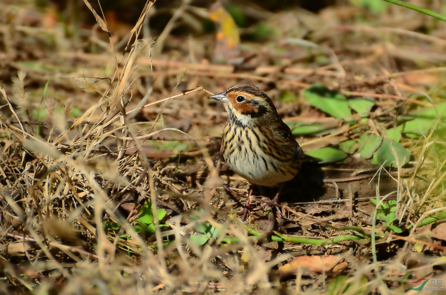 采食草种子小鹀