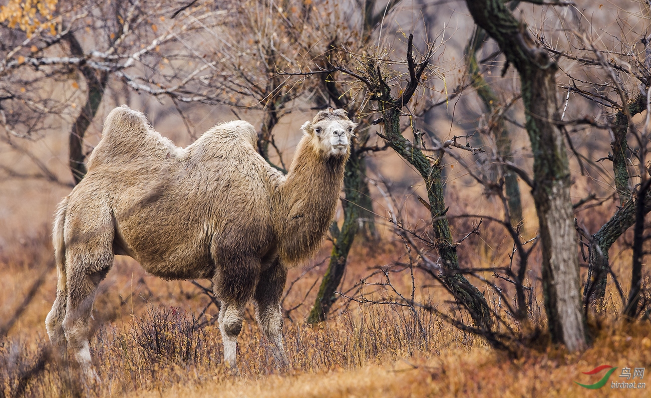山林中的骆驼