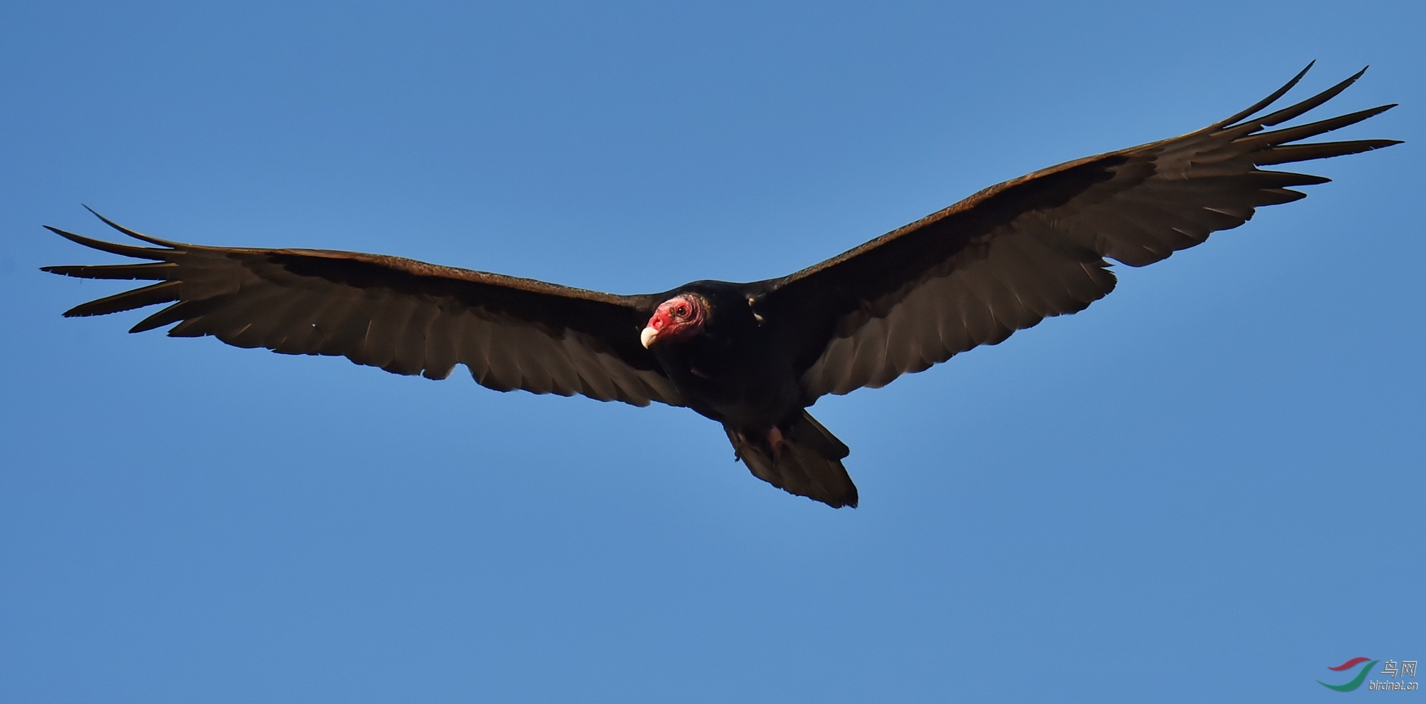红头美洲鹫