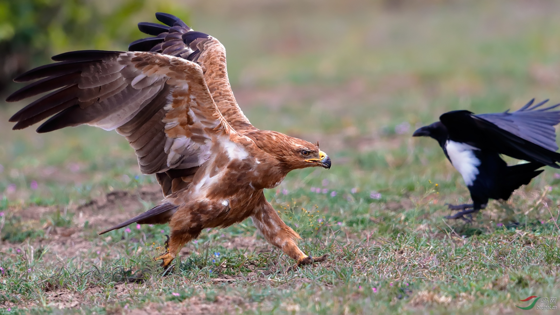 不飞,跑两步 - 茶色雕