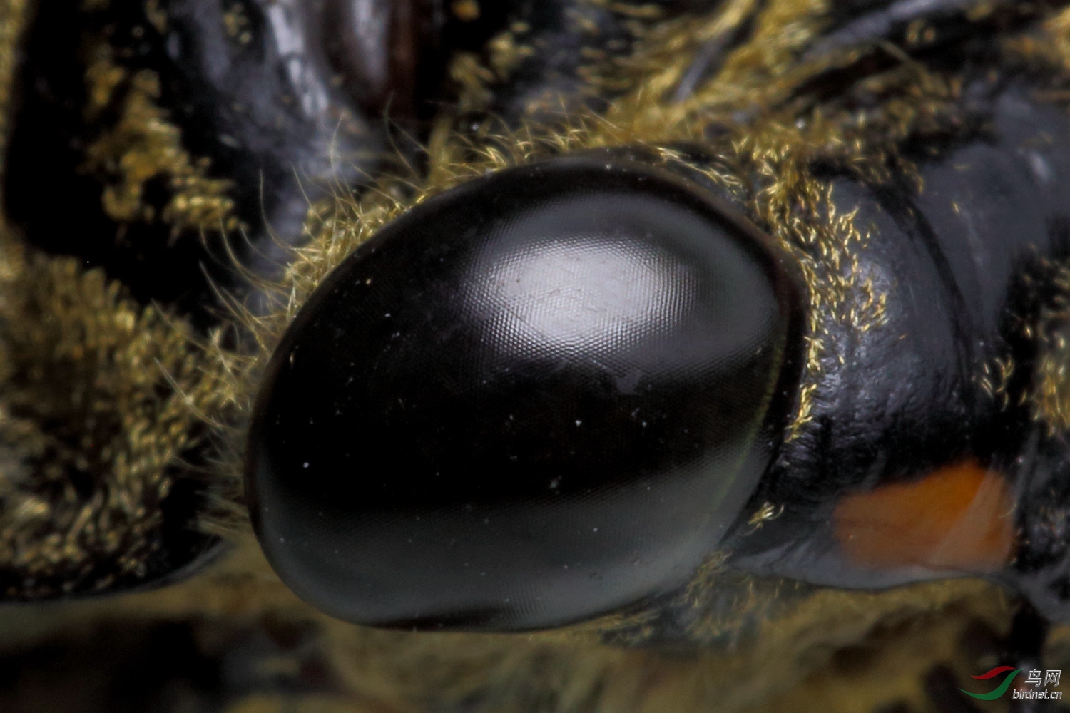 知了的复眼和单眼