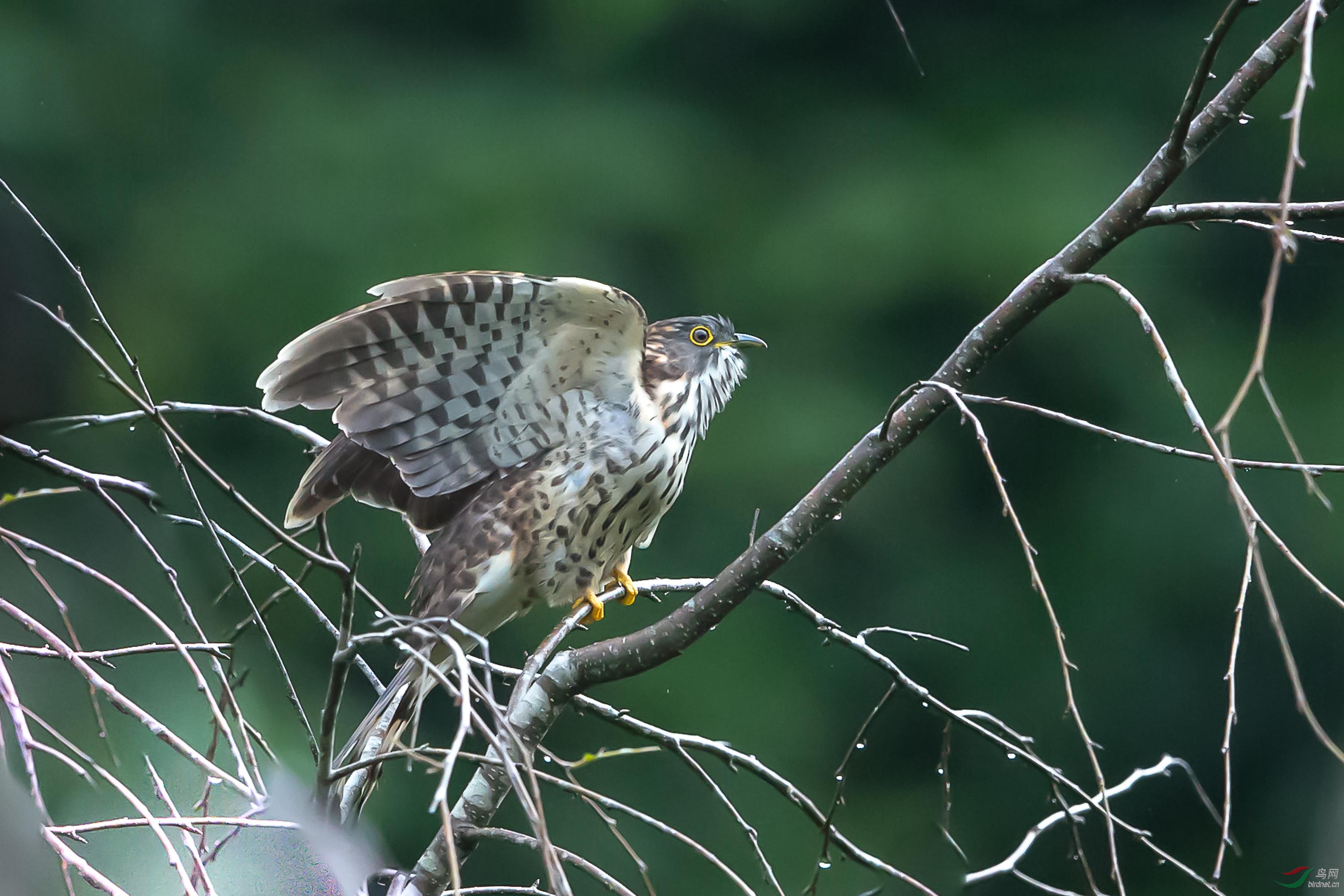 贵州常见野生鸟类图片