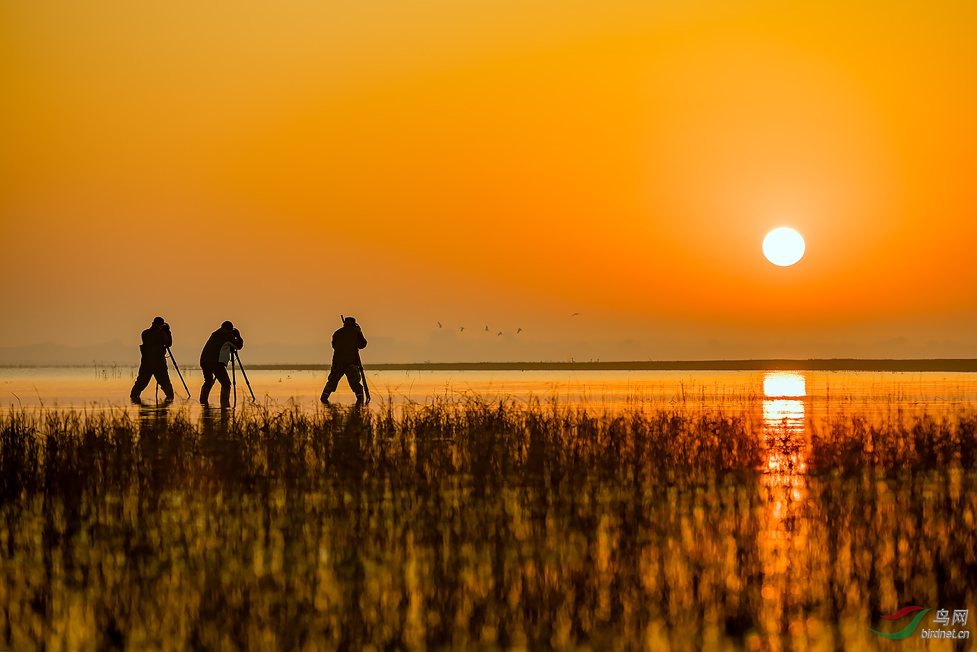 晨曦中的拍鸟人