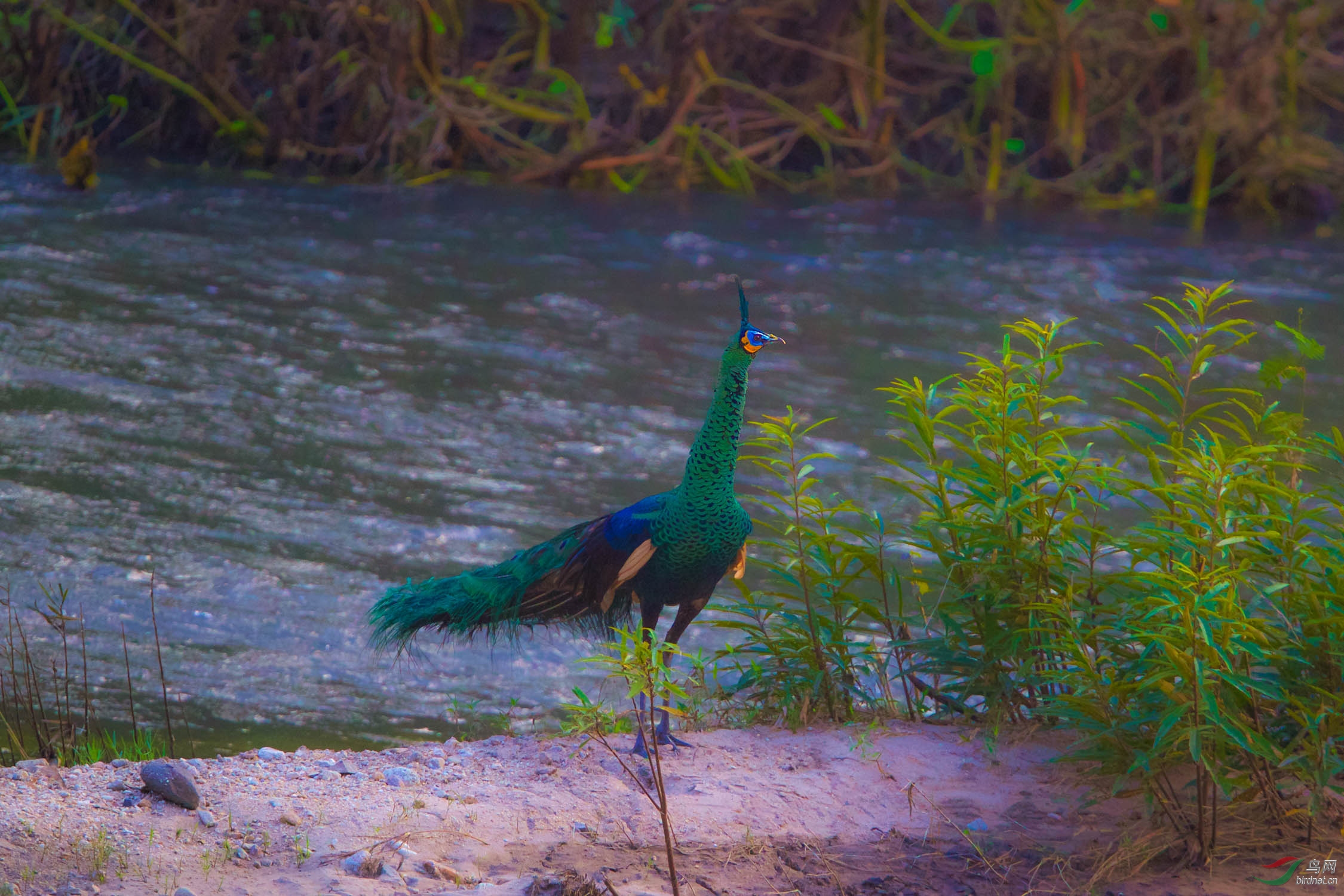 帅气的野生绿孔雀雄鸟